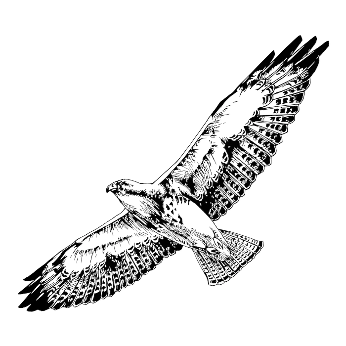 rawpixel-hawk-soaring-bws